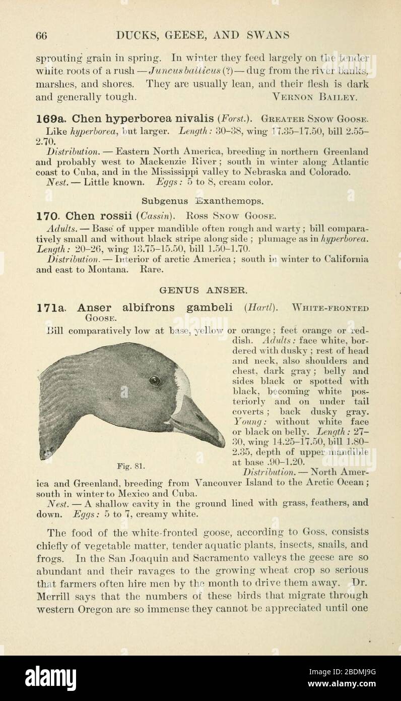 Handbook of birds of the western United States (Page 66) Stock Photo
