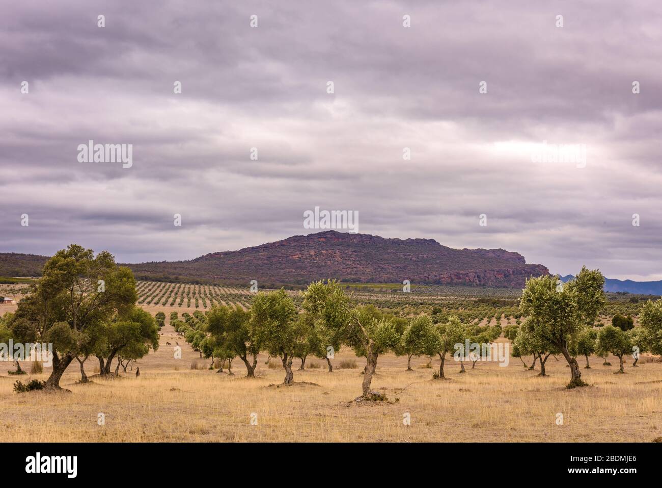 A view from high across an extensive Olive plantation bordering the Grampians National park in Victoria with storm clouds brewing in the sky. Stock Photo