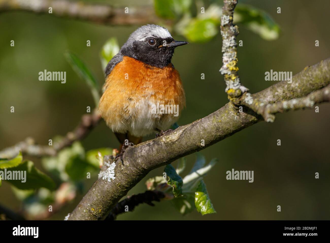 Rotschwanzchen High Resolution Stock Photography And Images Alamy