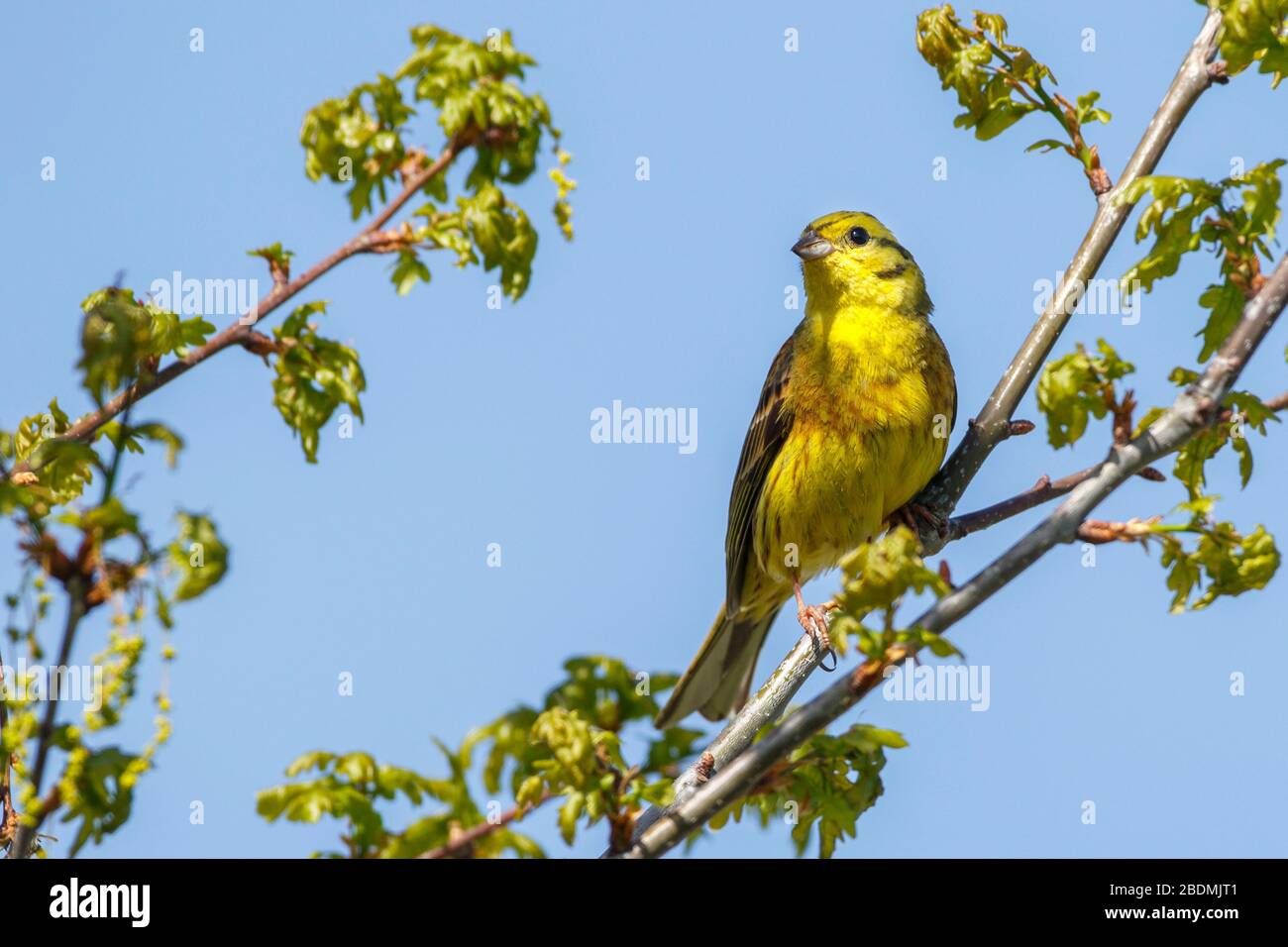 Goldammer (Emberiza citrinella) Männchen Stock Photo