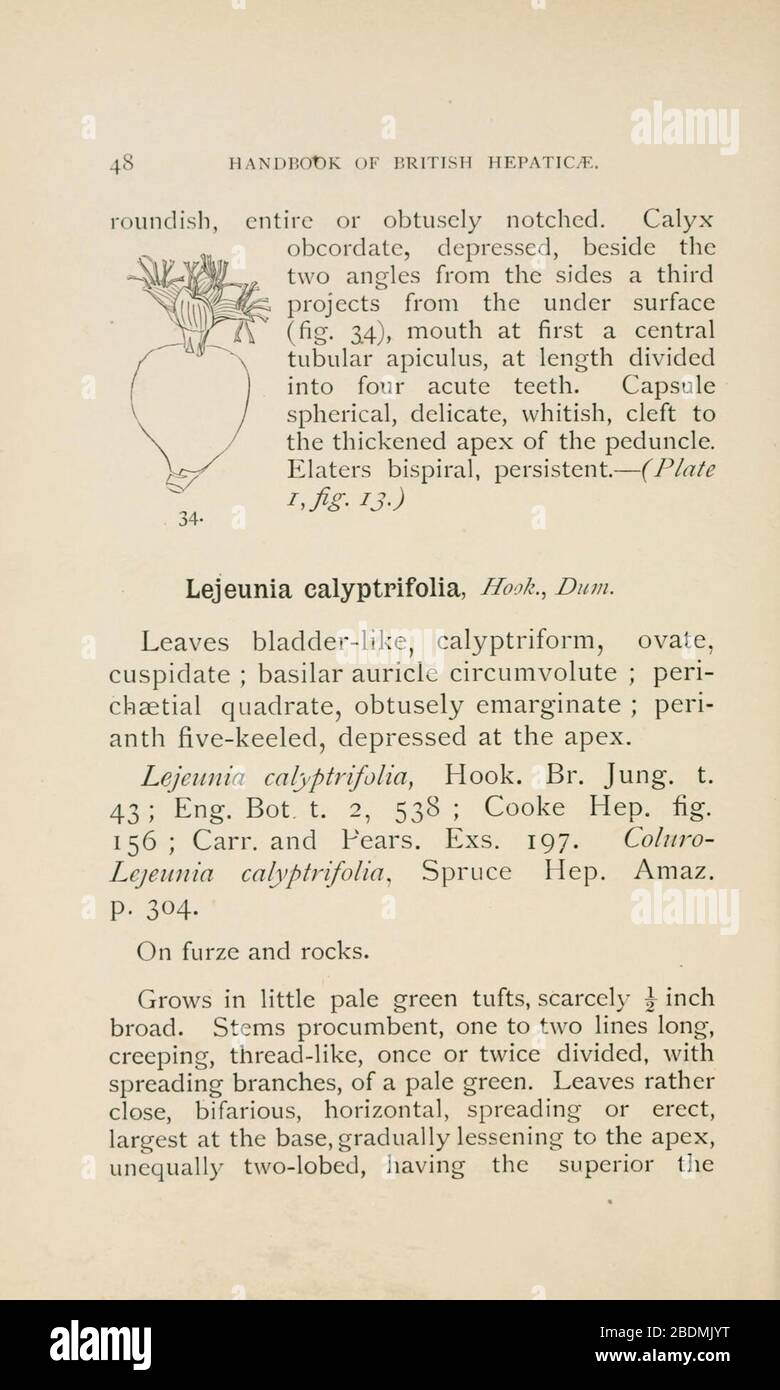 Handbook of British Hepatic containing descriptions and figures of the indigenous species of Marchantia, Jungermannia, Riccia, and Anthoceros (Page 48) Stock Photo