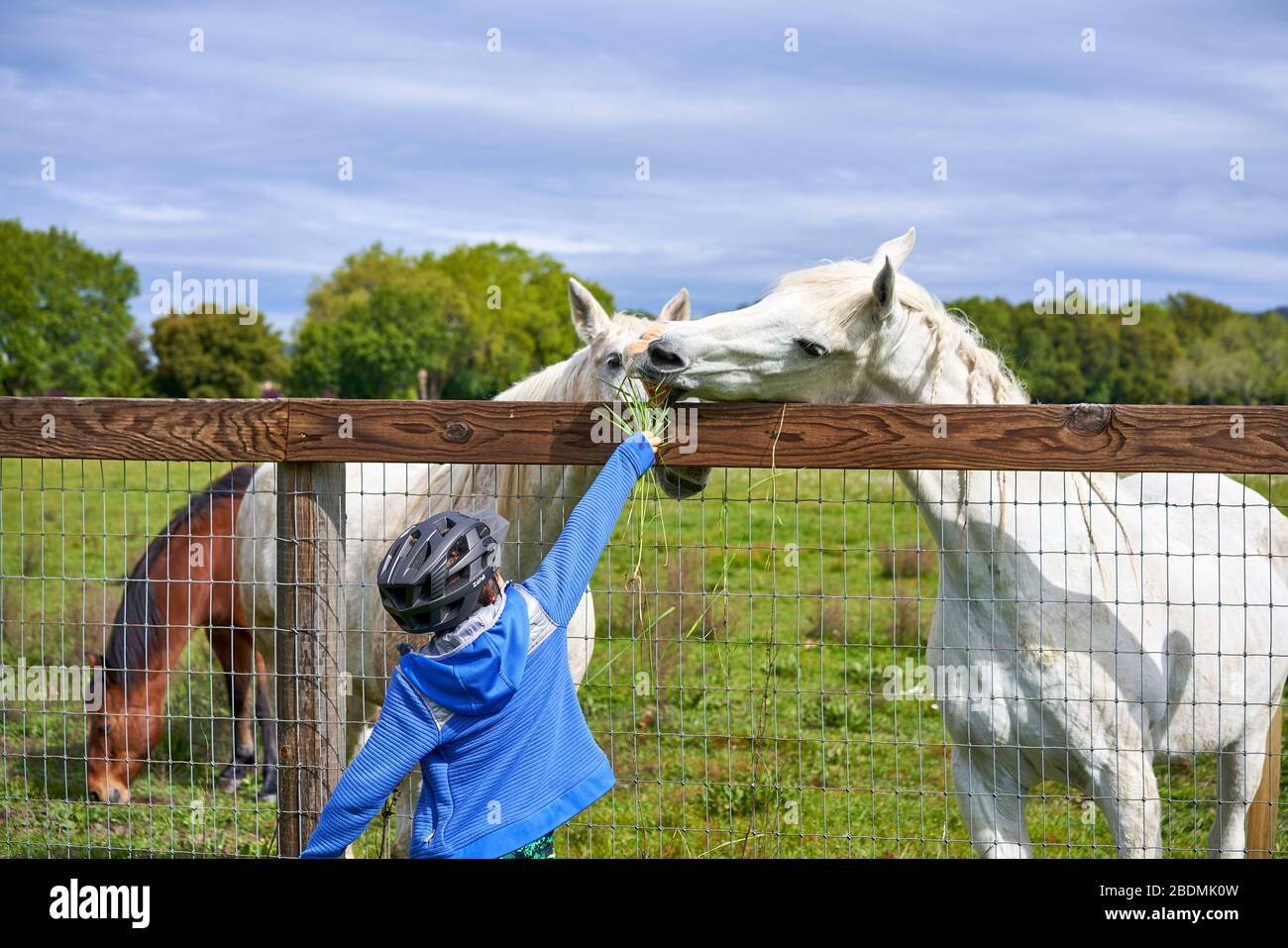 Kid feeding a horse hires stock photography and images Alamy