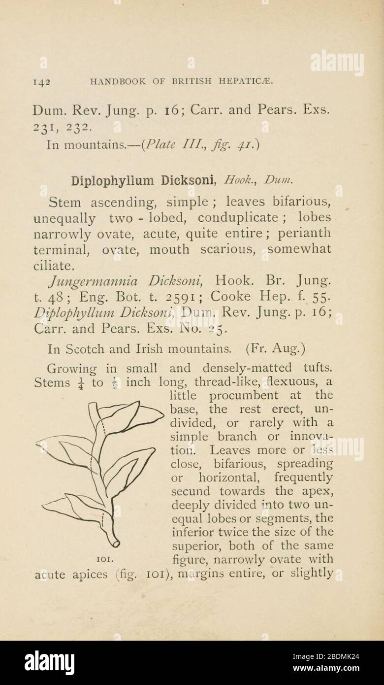 Handbook of British Hepatic containing descriptions and figures of the indigenous species of Marchantia, Jungermannia, Riccia, and Anthoceros (Page 142) Stock Photo