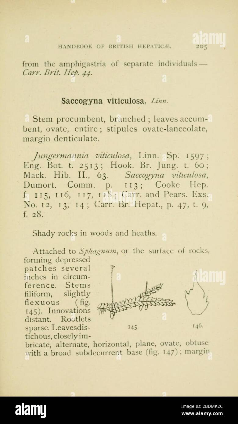 Handbook of British Hepatic containing descriptions and figures of the indigenous species of Marchantia, Jungermannia, Riccia, and Anthoceros (Page 205) Stock Photo