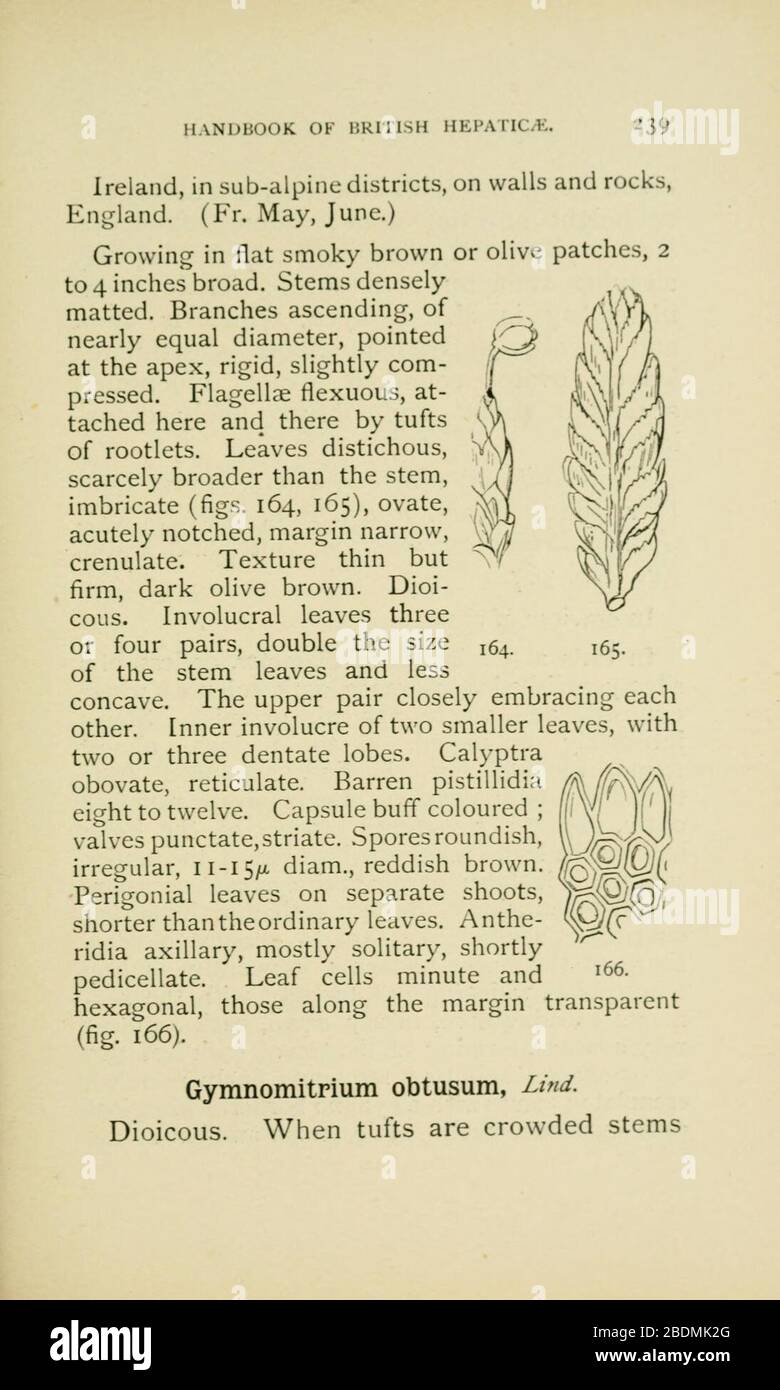 Handbook of British Hepatic containing descriptions and figures of the indigenous species of Marchantia, Jungermannia, Riccia, and Anthoceros (Page 239) Stock Photo