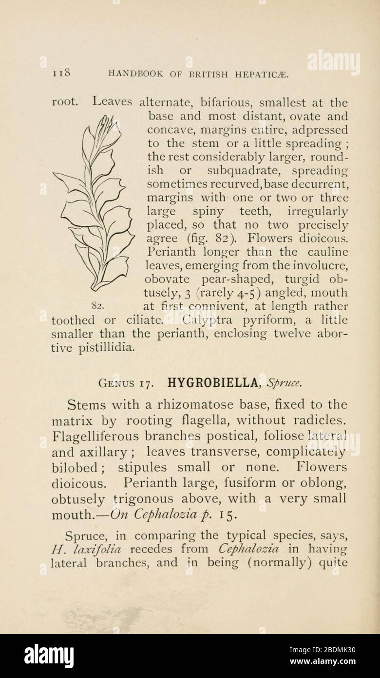 Handbook of British Hepatic containing descriptions and figures of the indigenous species of Marchantia, Jungermannia, Riccia, and Anthoceros (Page 118) Stock Photo