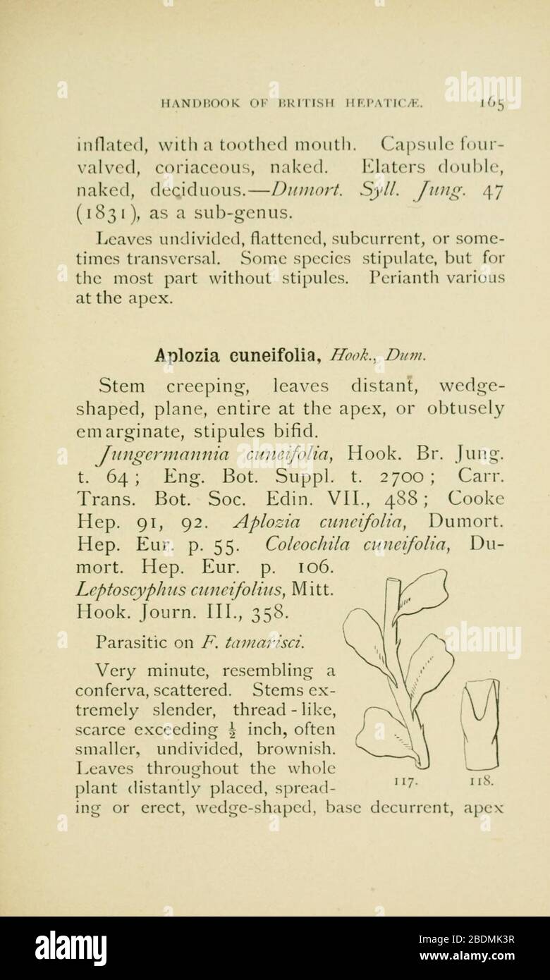Handbook of British Hepatic containing descriptions and figures of the indigenous species of Marchantia, Jungermannia, Riccia, and Anthoceros (Page 165) Stock Photo