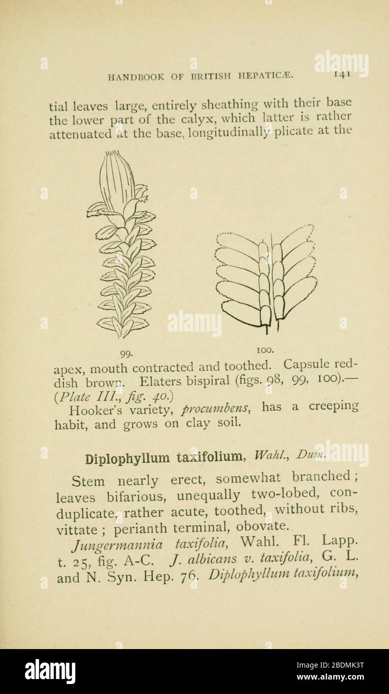 Handbook of British Hepatic containing descriptions and figures of the indigenous species of Marchantia, Jungermannia, Riccia, and Anthoceros (Page 141) Stock Photo