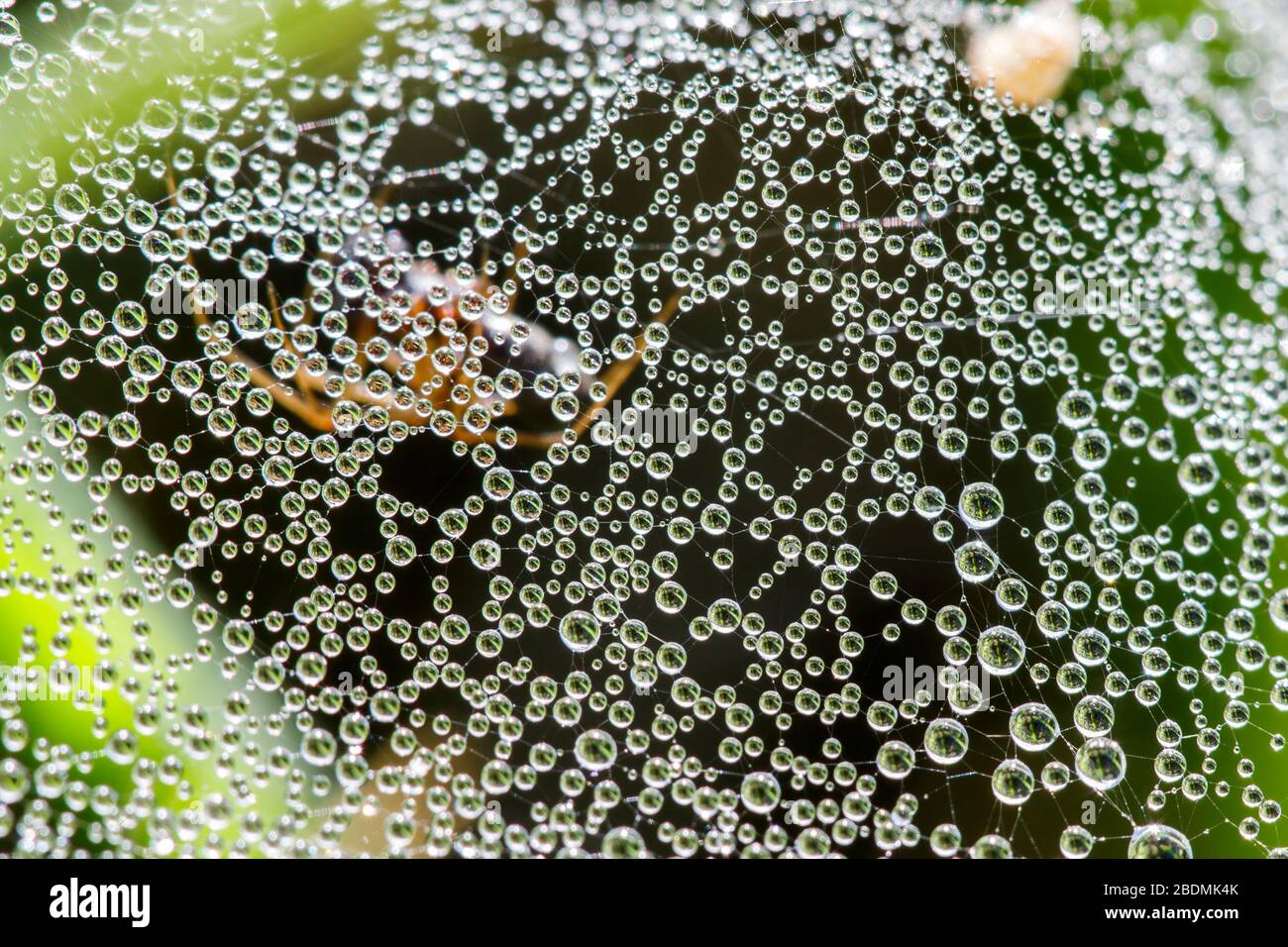 Tautropfen auf einem Spinnenetz Stock Photo