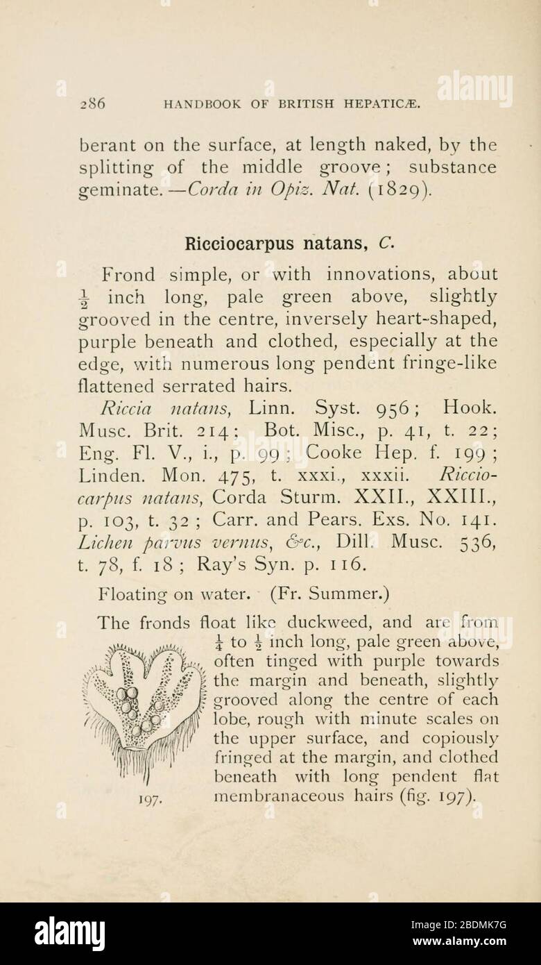 Handbook of British Hepatic containing descriptions and figures of the indigenous species of Marchantia, Jungermannia, Riccia, and Anthoceros (Page 286) Stock Photo