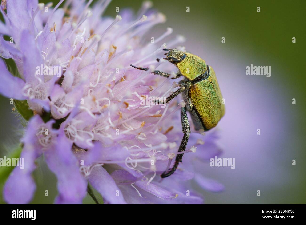 Goldstaub-Laubkäfer (Hoplia argentea) Stock Photo