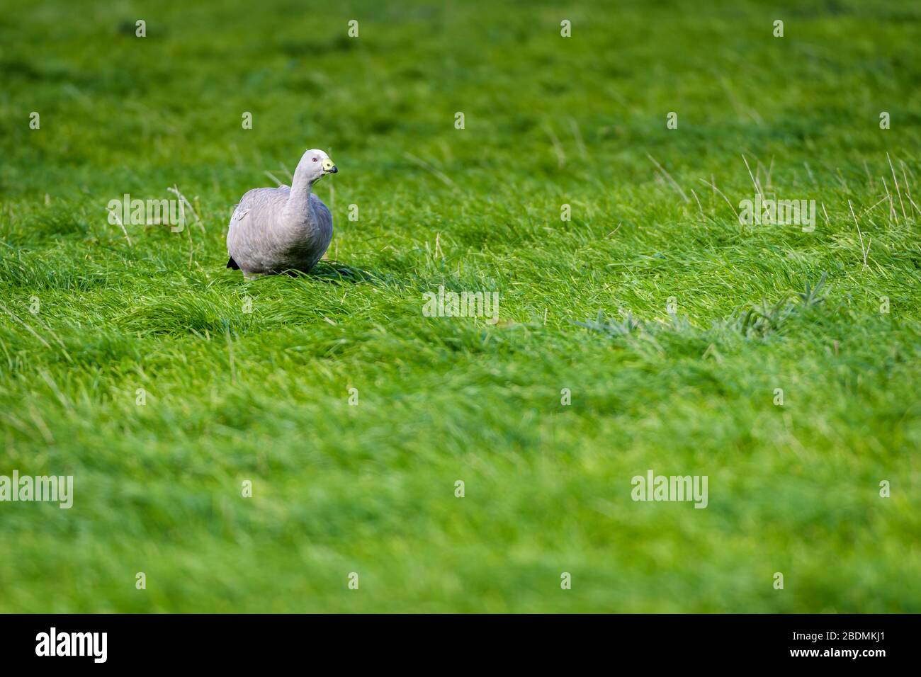 Cape Barren goose seated in a lush, green grassy field at Cape Grim in Tasmania. Stock Photo