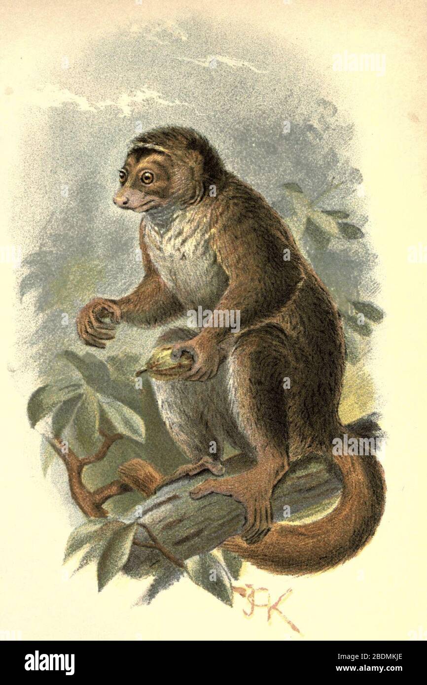 Handbook to the Primates Plate 10 Stock Photo - Alamy