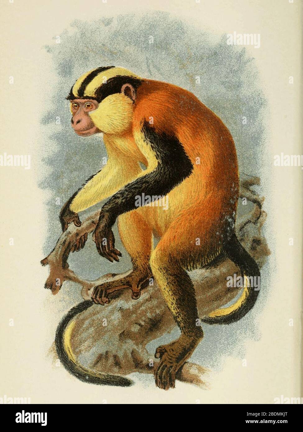 Handbook to the Primates Plate 30 Stock Photo - Alamy