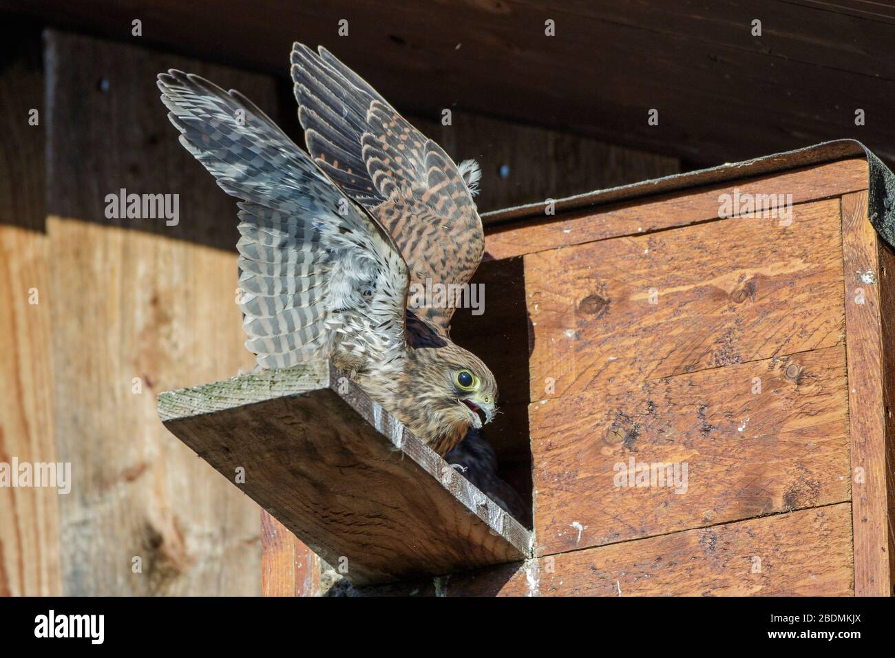 Turmfalke (Falco tinnunculus) Jungvogel am Nistkasten Stock Photo