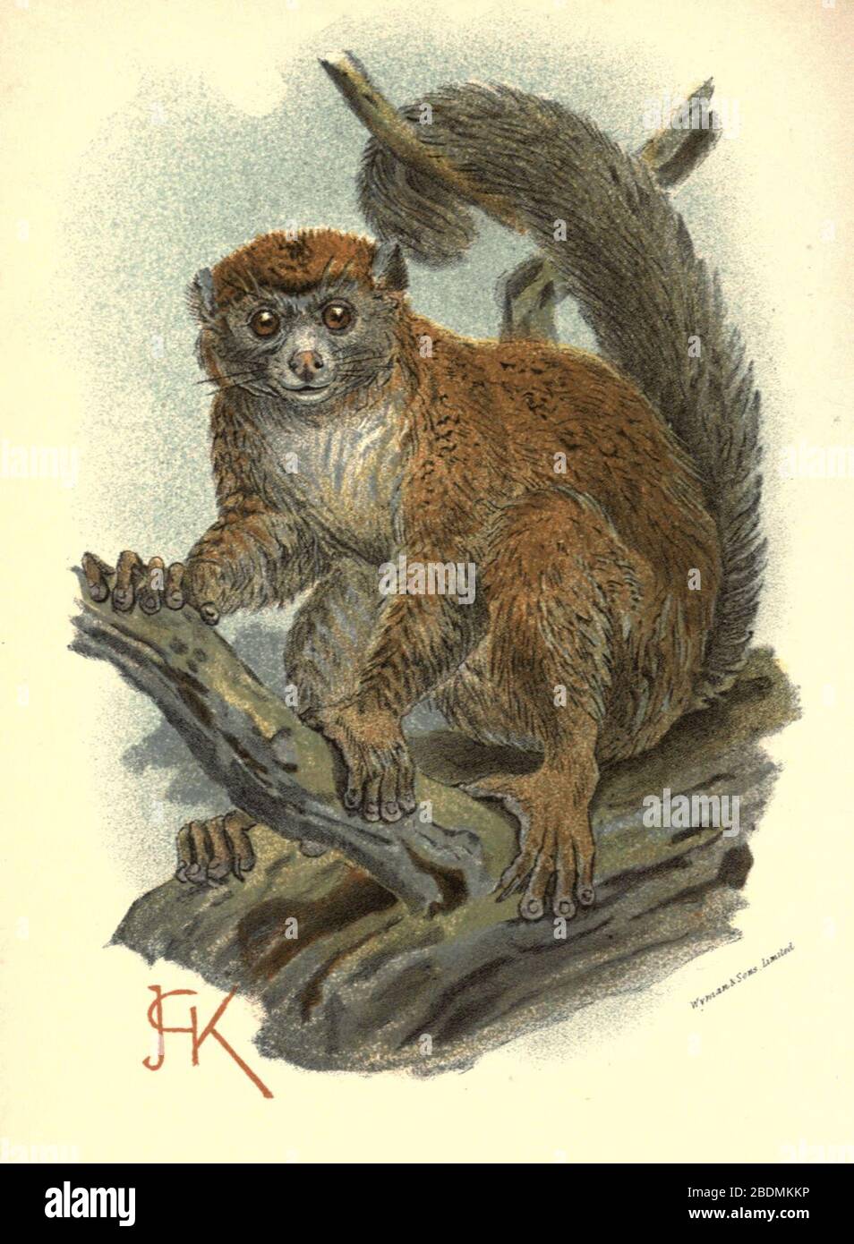 Handbook to the Primates Plate 08 Stock Photo - Alamy