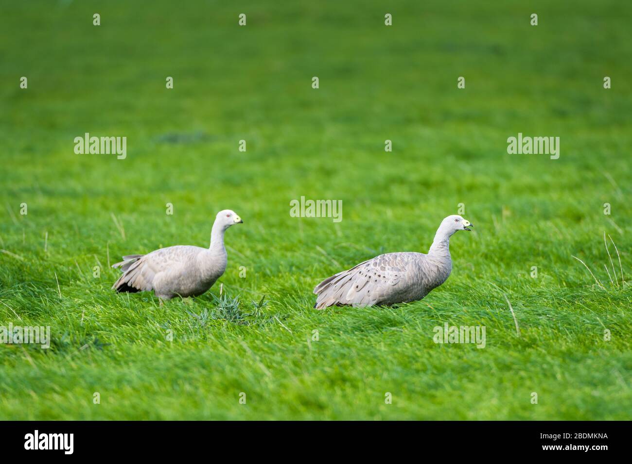 Cape Barren goose seated in a lush, green grassy field at Cape Grim in Tasmania. Stock Photo