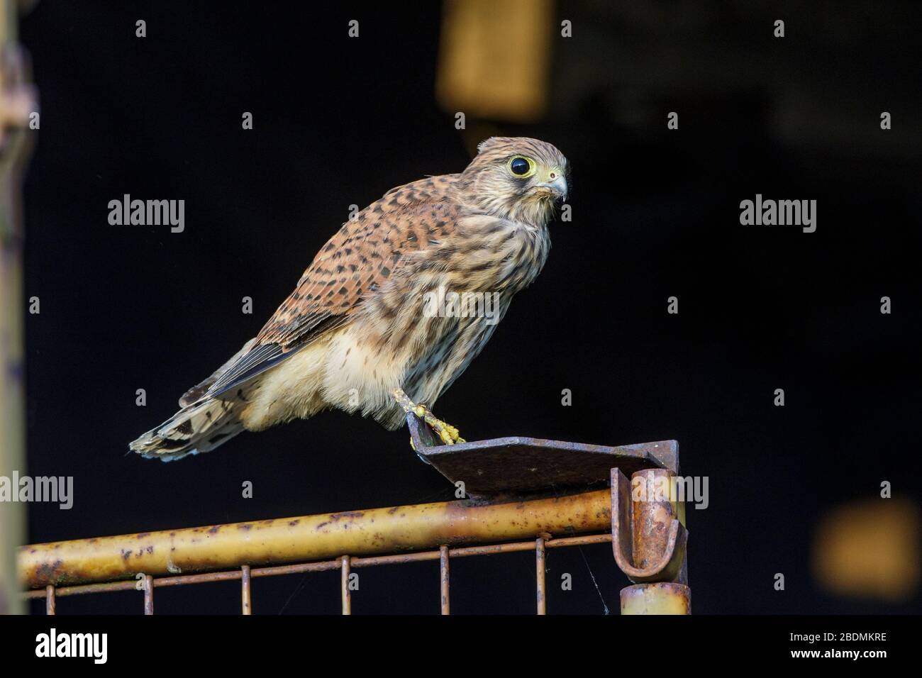 Turmfalke (Falco tinnunculus) Jungvogel nach dem Ausfliegen Stock Photo