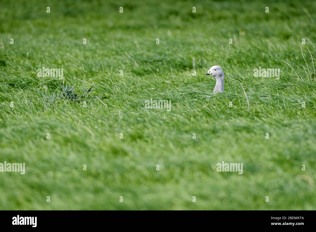 Cape Barren goose seated in a lush, green grassy field at Cape Grim in Tasmania. Stock Photo