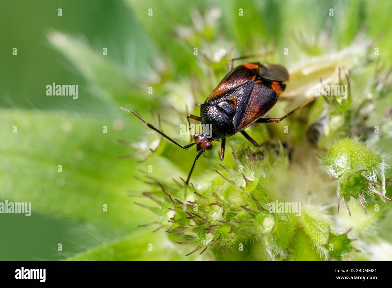 Gepunktete Nesselwanze (Liocoris tripustulatus) Stock Photo