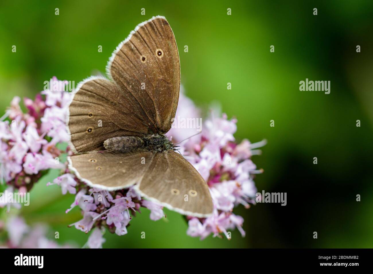 Brauner Waldvogel (Aphantopus hyperantus) Stock Photo