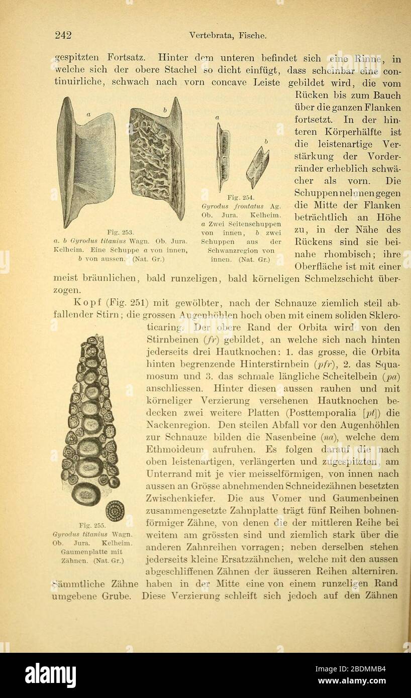 Handbuch der Palæontologie (Page 242) Stock Photo