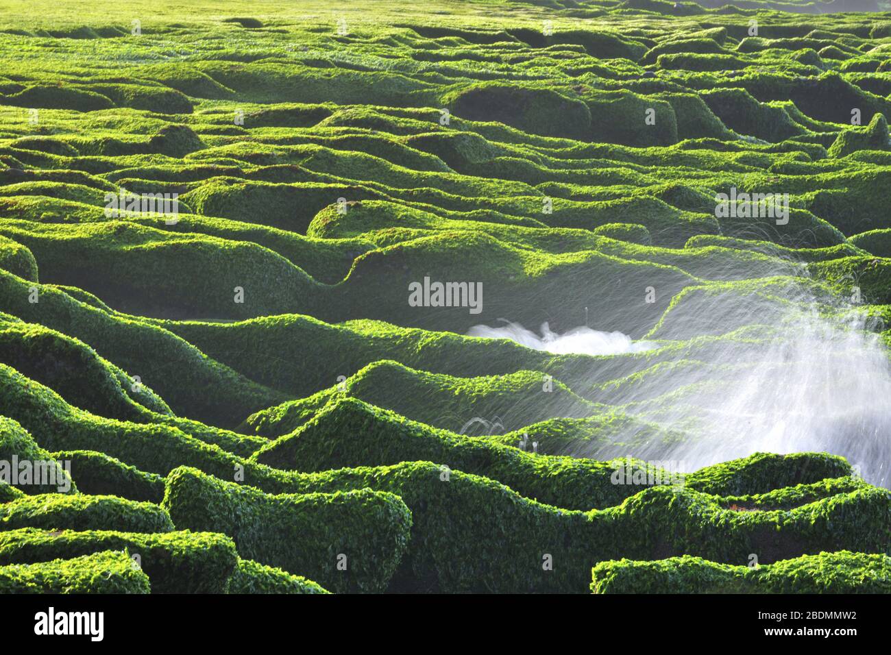 Laomei Green Reef New Hi res Stock Photography And Images Alamy