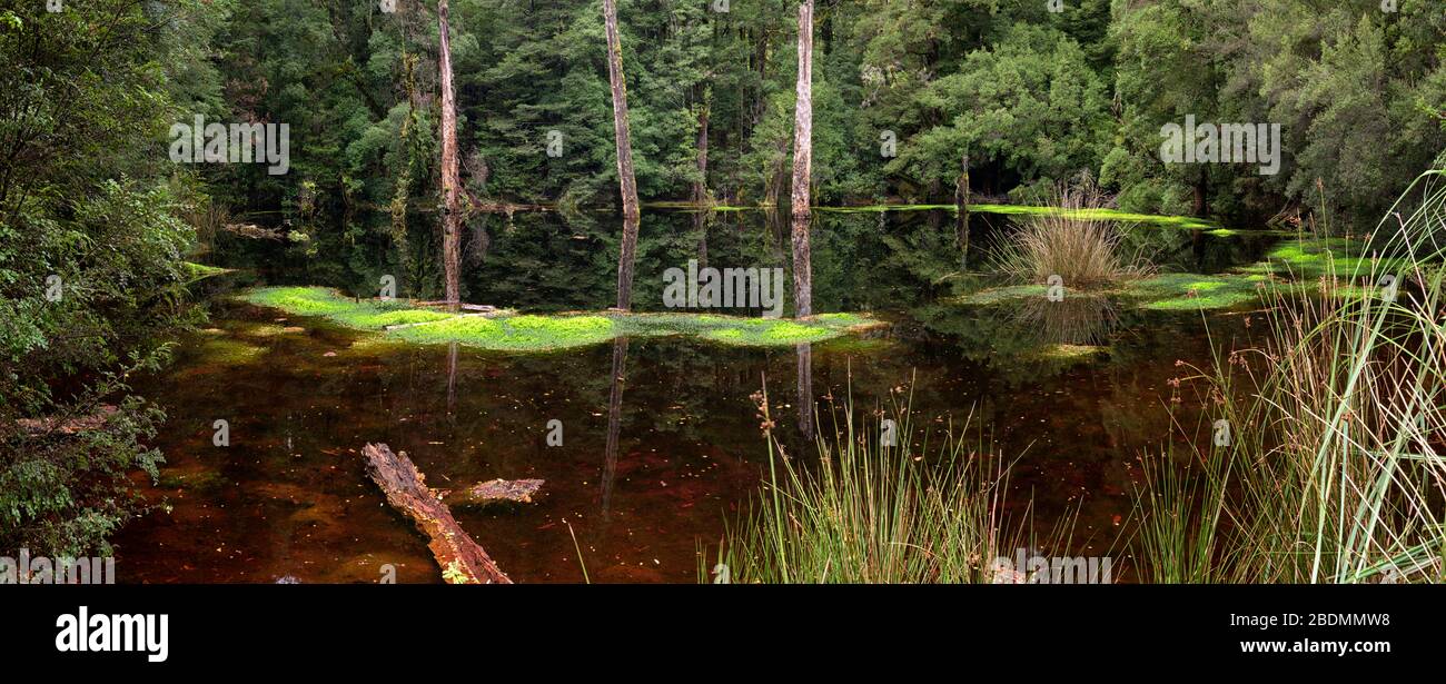 Scenic sinkhole panorama, filled with tanin colored water, mossy islands in the middle of pristine, old growth forest in the Tasmanian Tarkine. Stock Photo