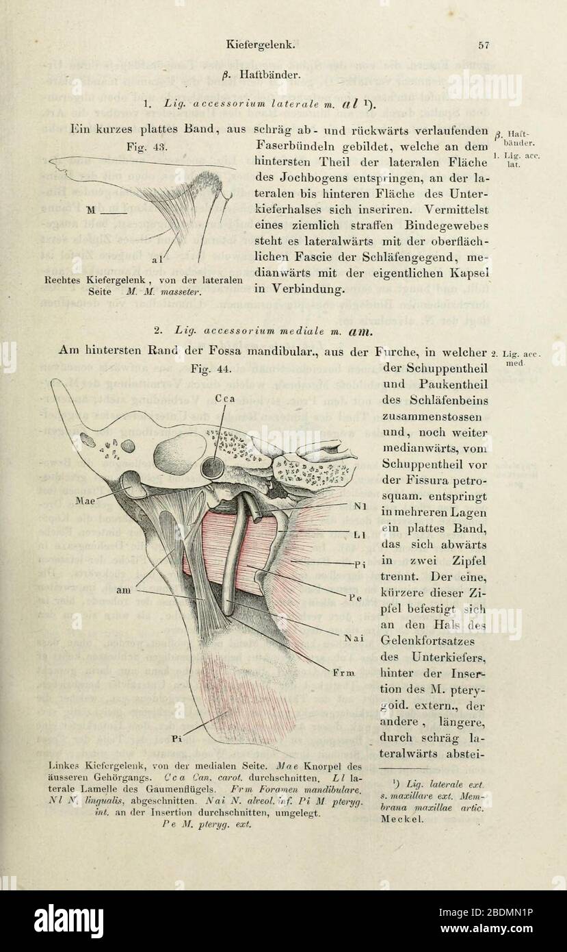 Handbuch der systematischen Anatomie des Menschen (Page 57) Stock Photo