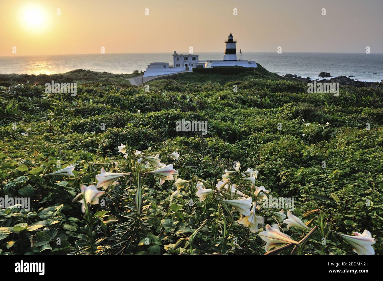 Fuguijiao Lighthouse and Taiwan lily in New Taipei City Taiwan Stock Photo