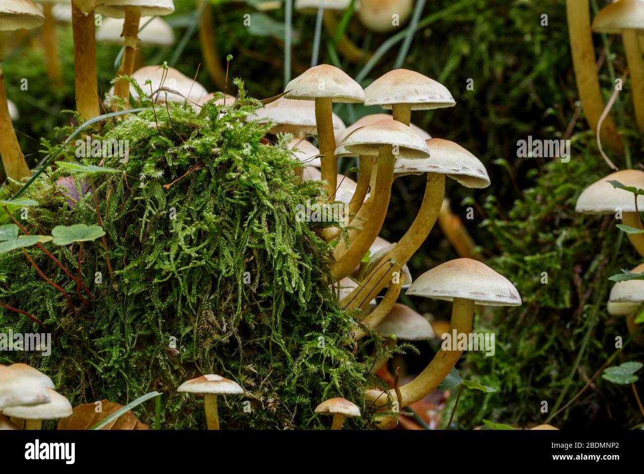 Pilze im Wald an morschem Baumstamm Stock Photo