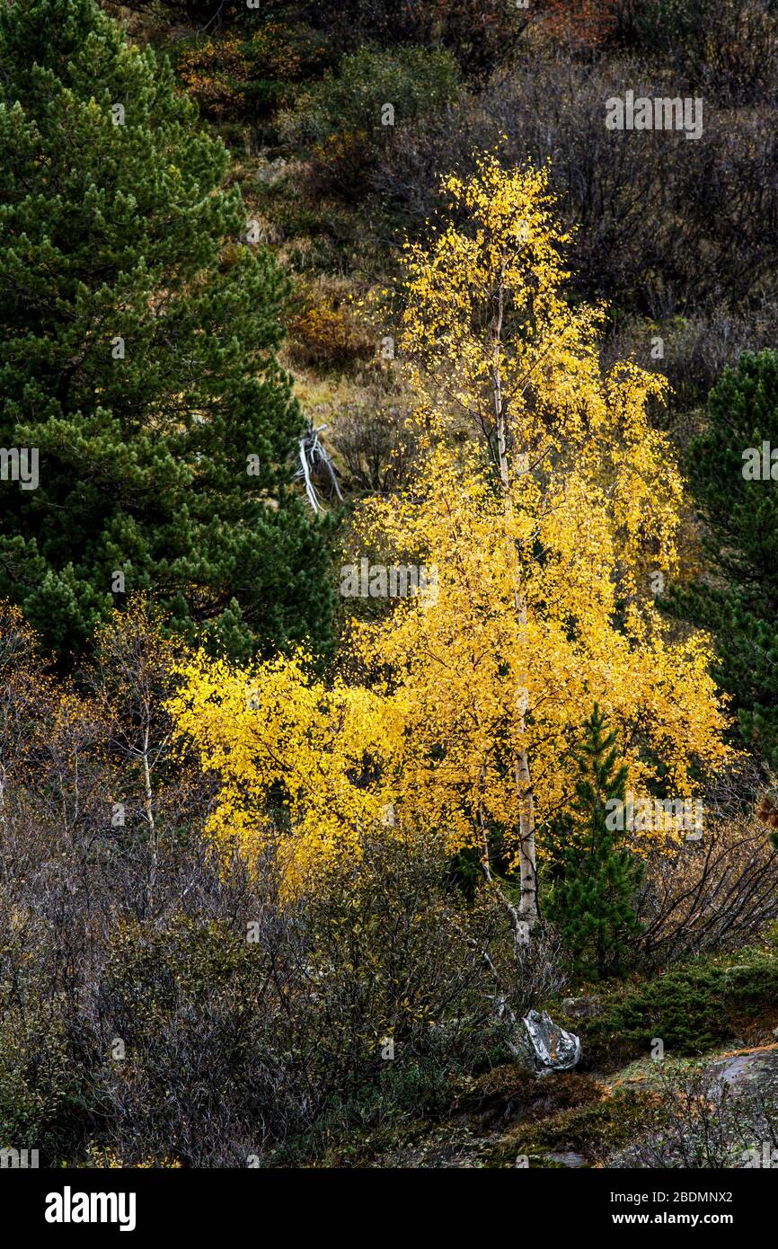 Ferner garten hires stock photography and images Alamy