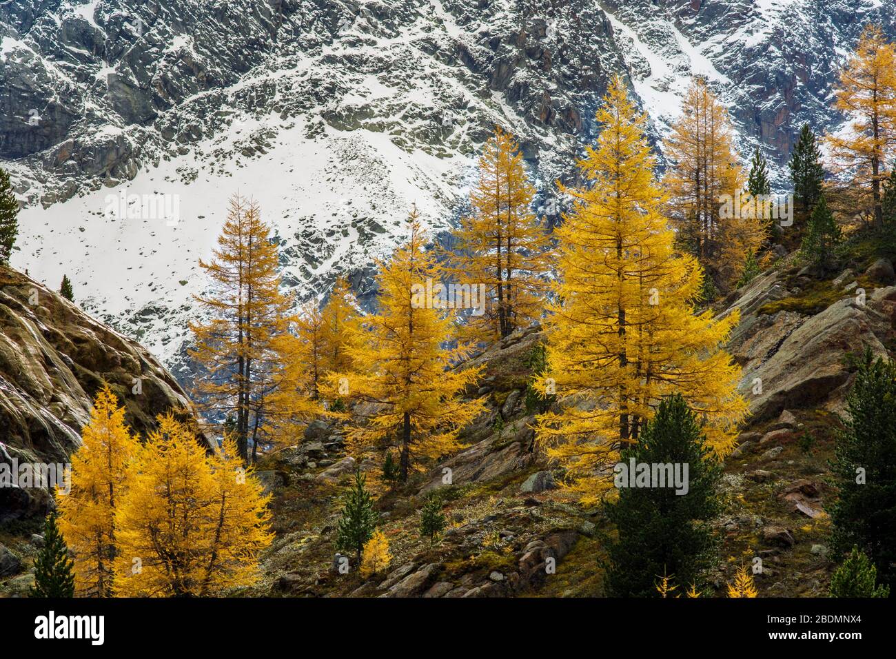 Lärchen tirol hires stock photography and images Alamy