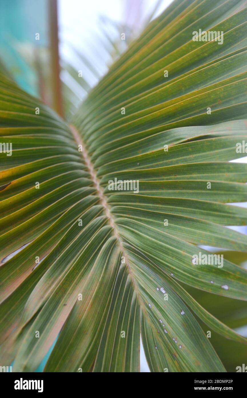Dypsis Lutescens Plant Also Known As Golden Cane Palm Areca Palm Yellow Butterfly Palm Green Palm Leaves In Tropical Forest Stock Photo Alamy