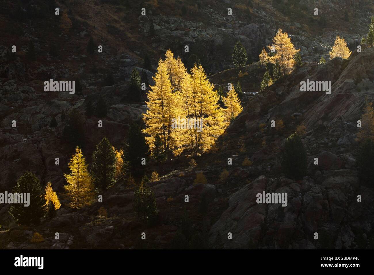 Ferner garten hires stock photography and images Alamy