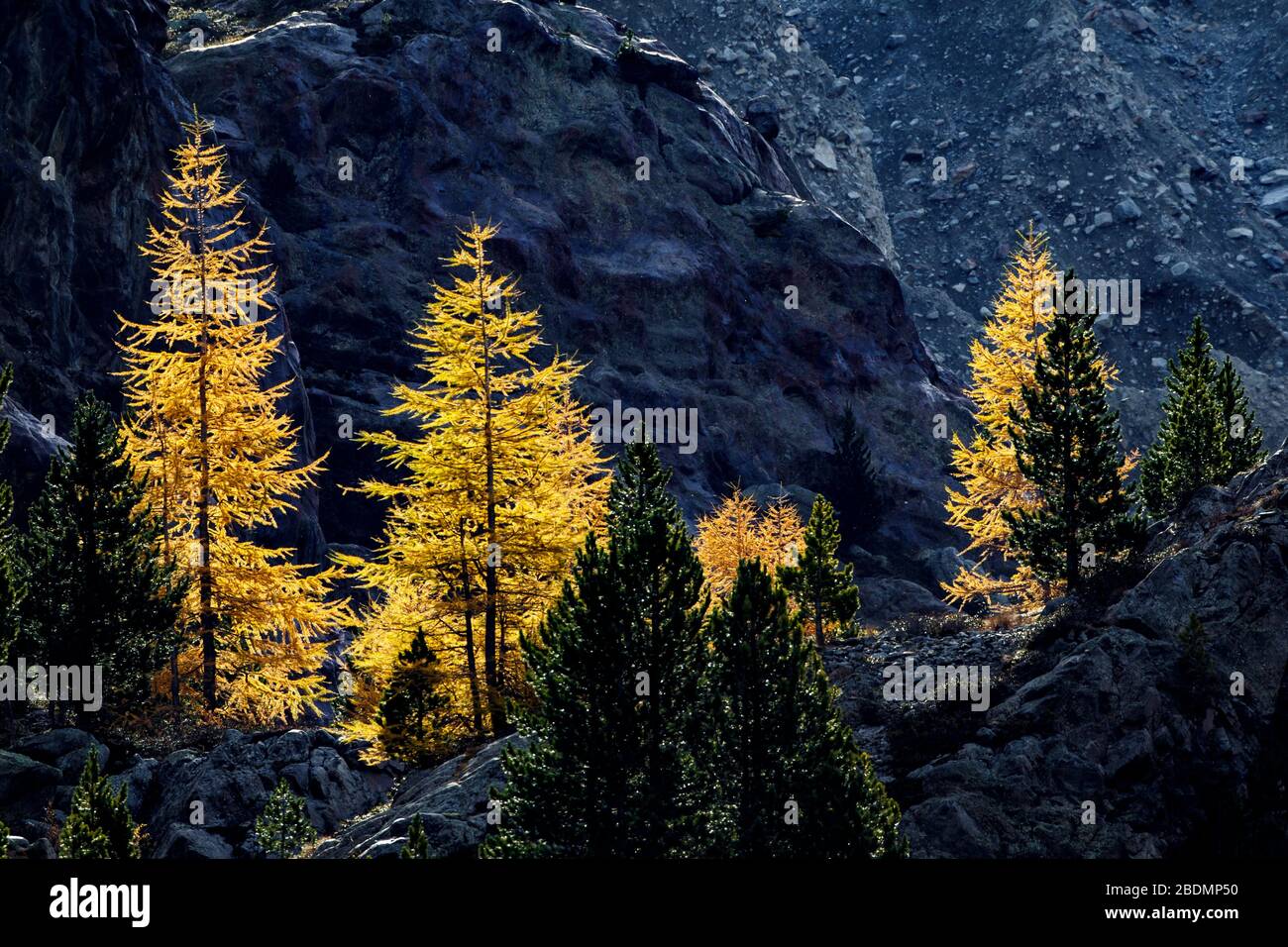 Lärchen tirol hires stock photography and images Alamy