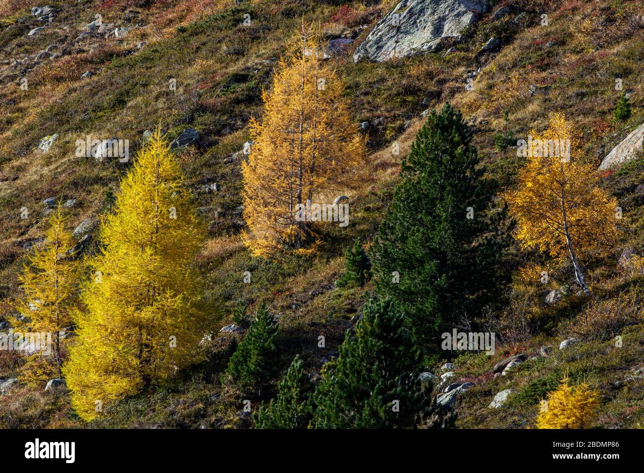 Ferner garten hires stock photography and images Alamy