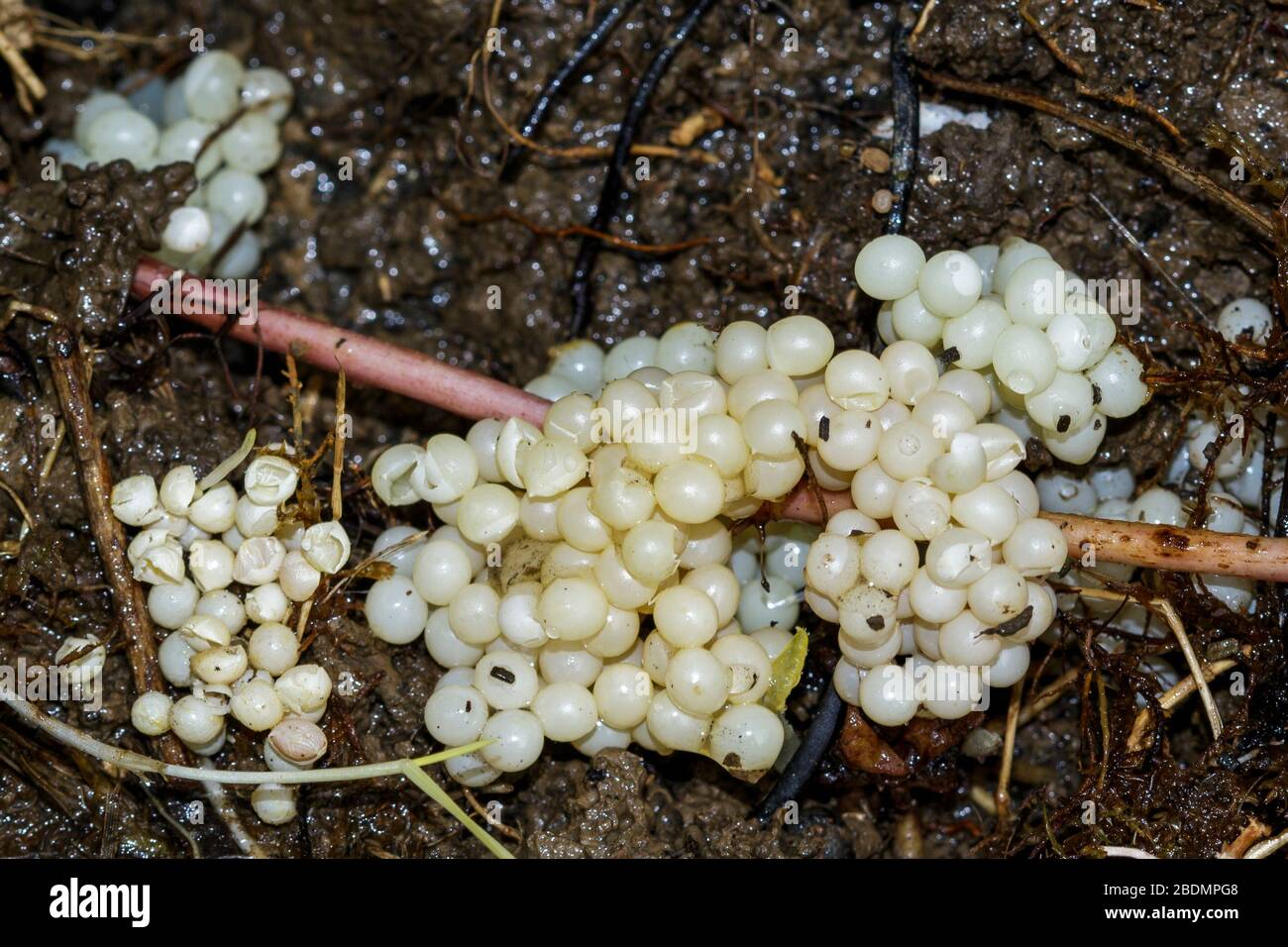 Schneckeneier, Eigelege im Erdboden Stock Photo Alamy