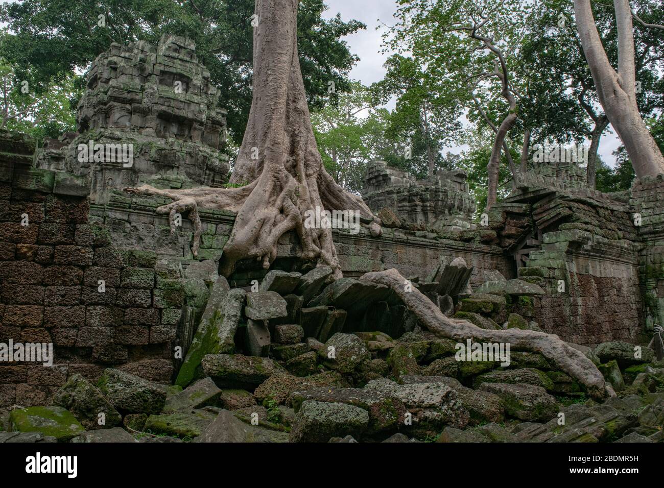 Khmer Ruins at Ta Prohm taken back over by nature Stock Photo