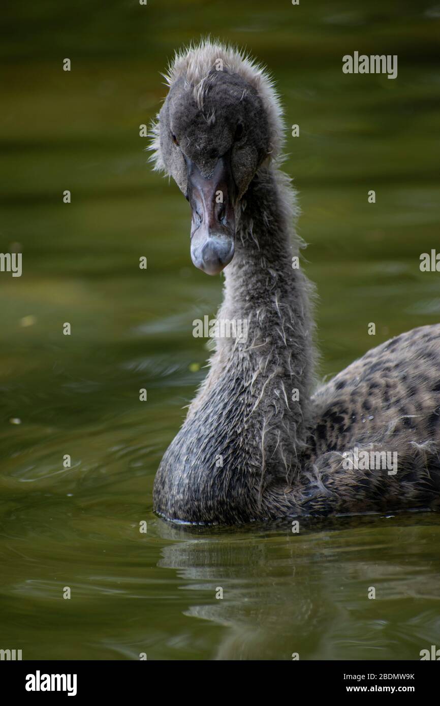 Baby swan, signets around water. Stock Photo