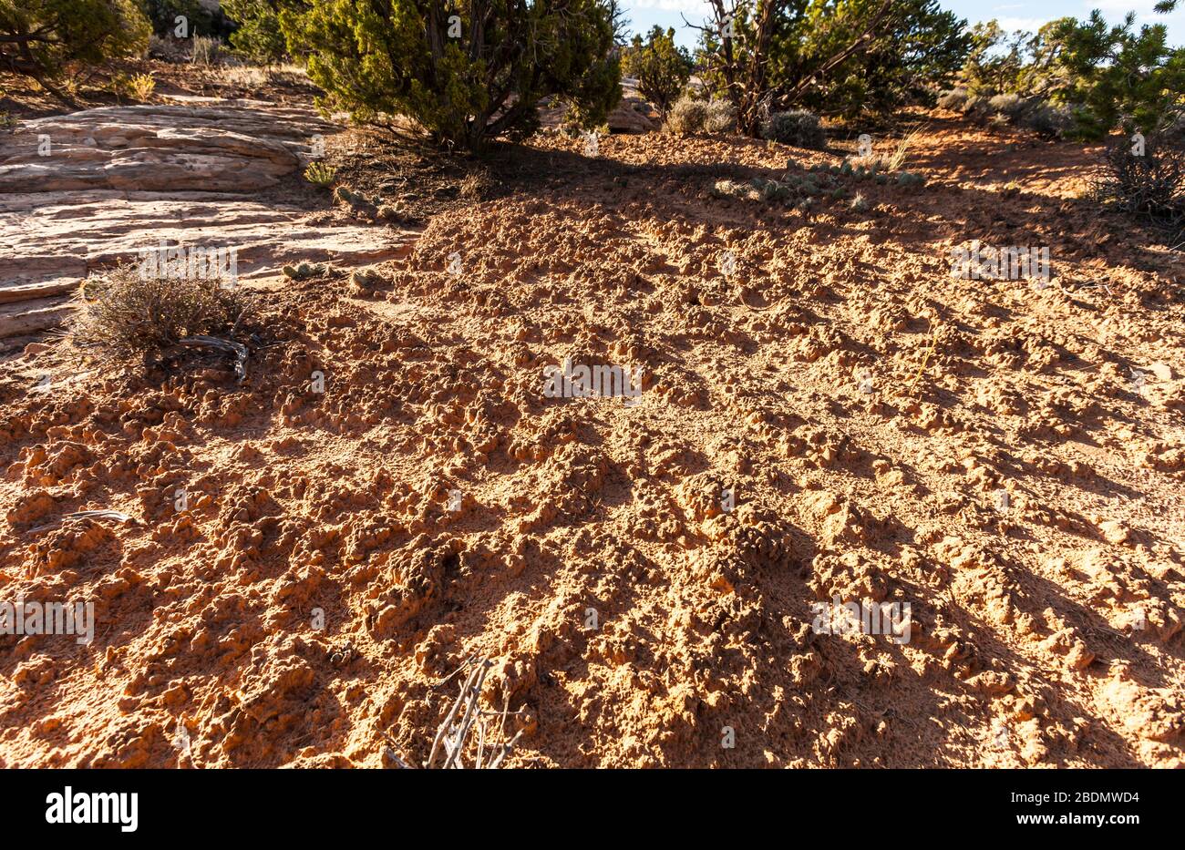 Cryptobiotic soil, Canyonlands National Park, Utah, USA. Stock Photo