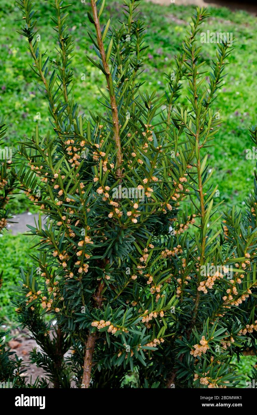 Interesting view of spruce or Picea abies spring with new cones in the garden, Sofia, Bulgaria Stock Photo