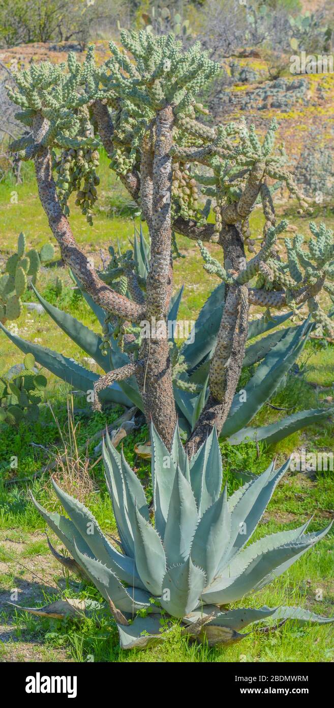 Maguey Agave Asperrima Plant in the Sonoran Desert, Pinal County, Arizona USA Stock Photo