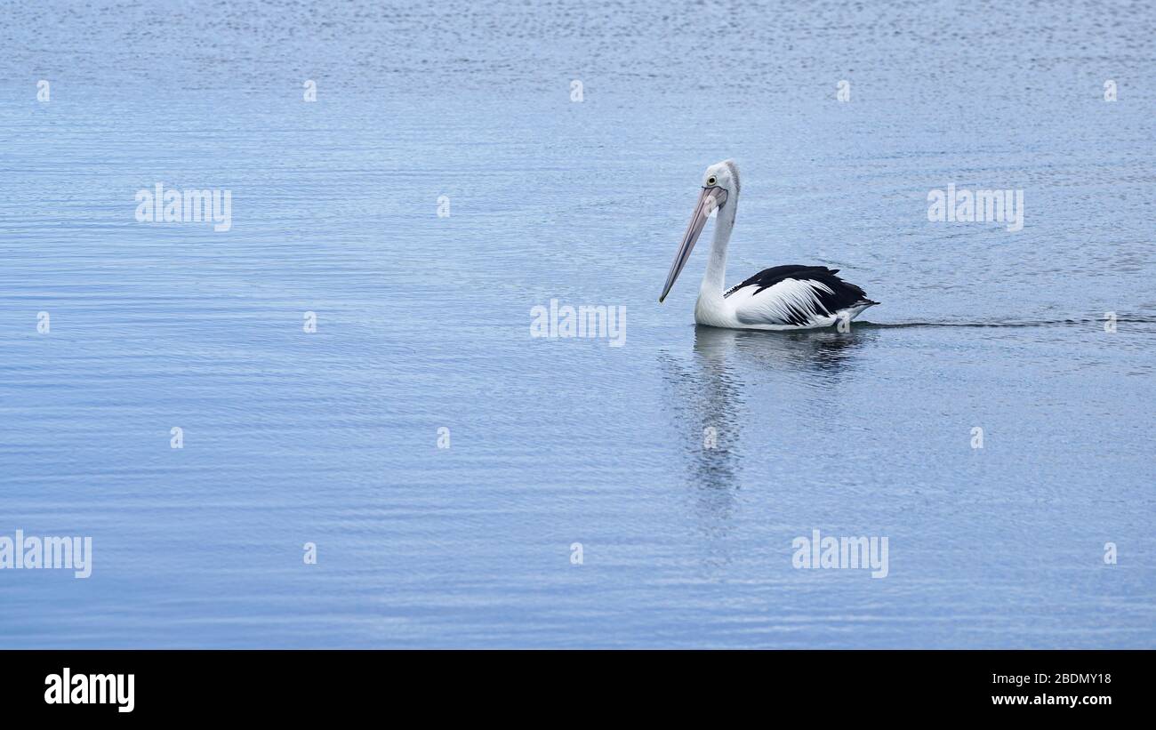 Australia Pelican on rippled river water surface. Stock Photo