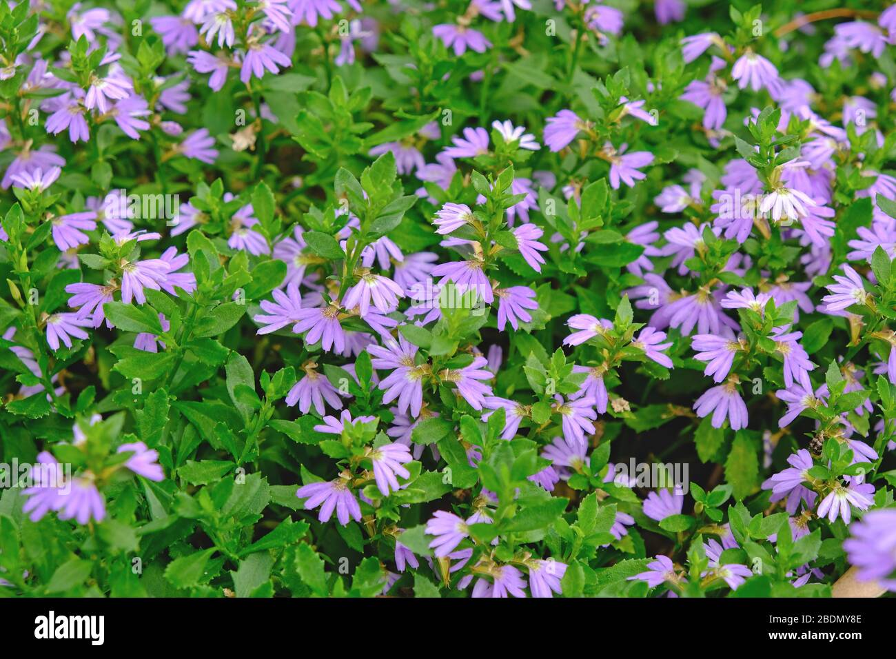 Mauve Scaevola flowers surrounded by the leaves of the plant. Stock Photo