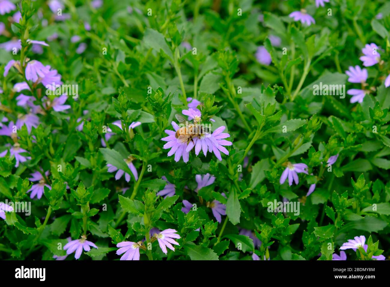 Mauve Scaevola flowers surrounded by the leaves of the plant. With a single honey bee. Stock Photo