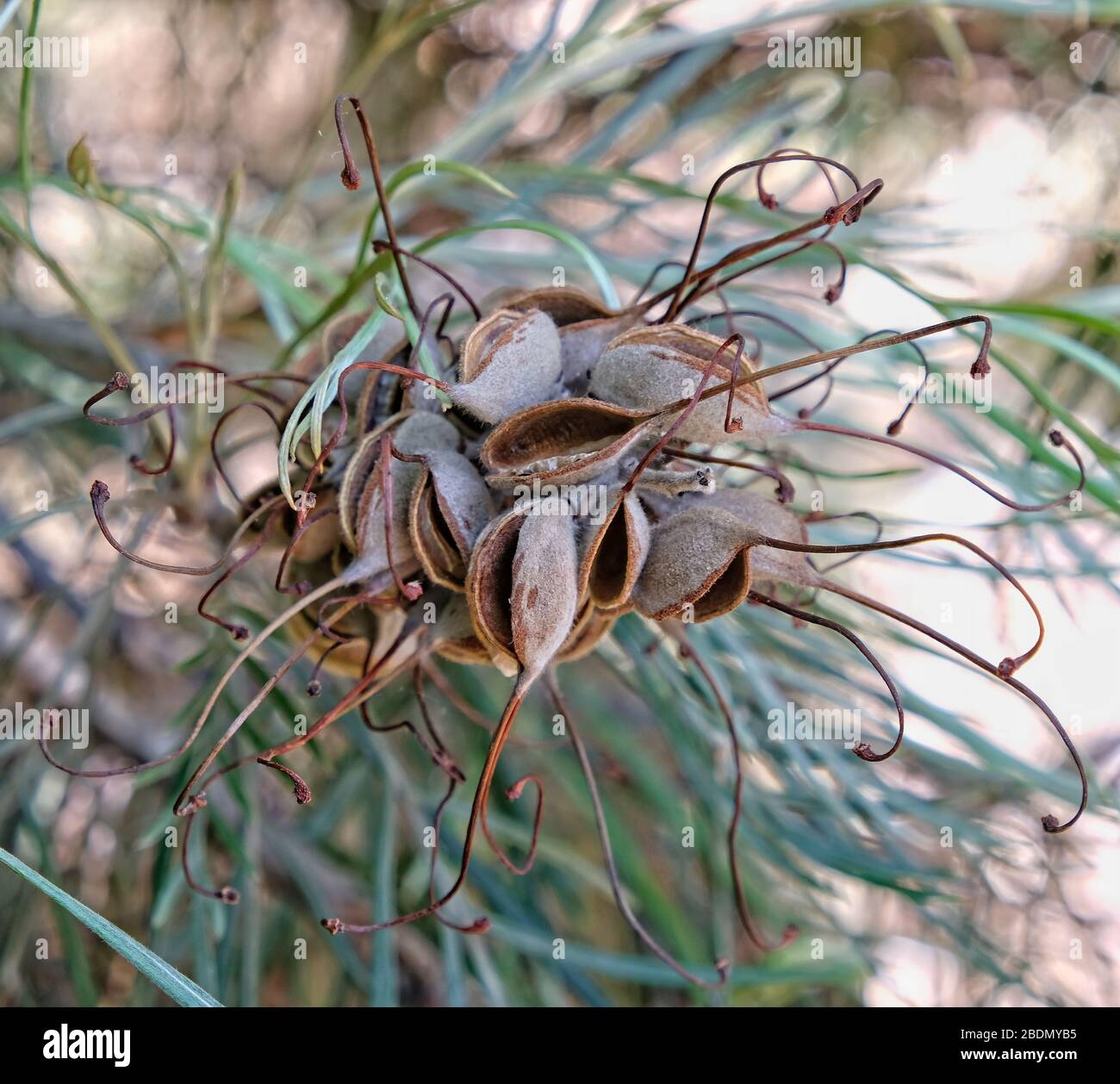 Grevillea flower seed pods, closeup, surrounded by leaves. An Australian native plant. Stock Photo