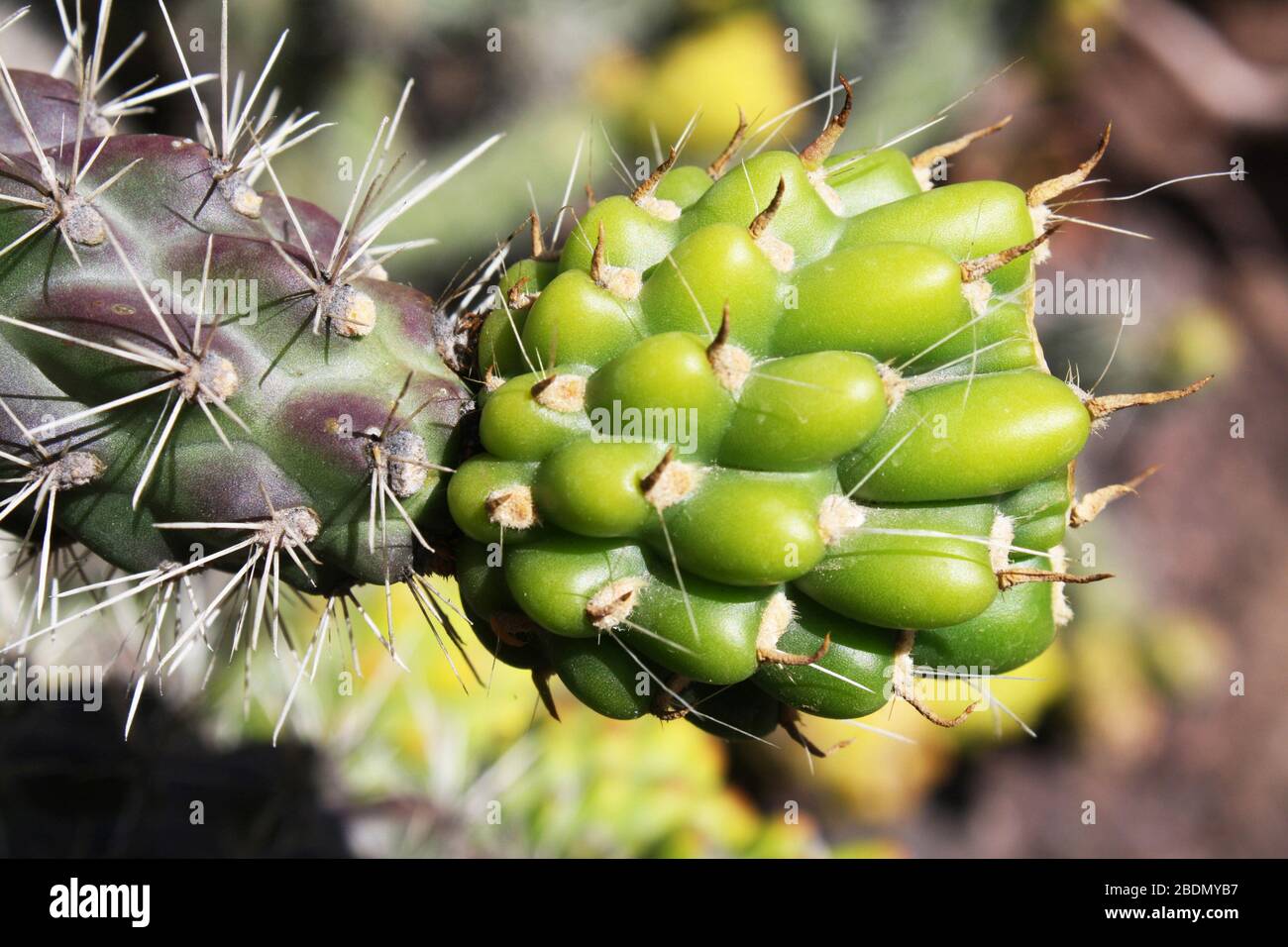 Kaktus cylindropuntia spinosior Stock Photo