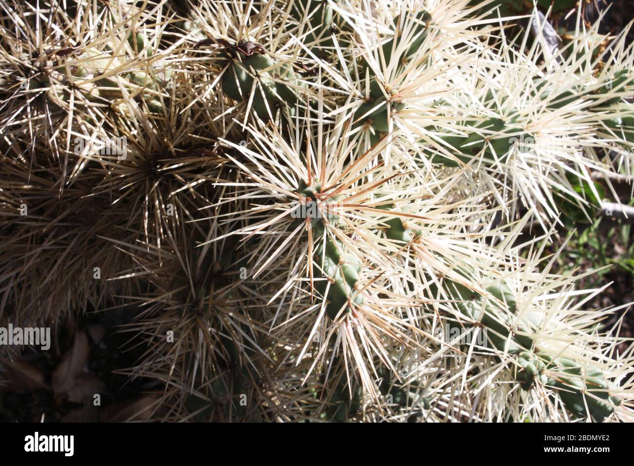 Kaktus cylindropuntia tunicata Stock Photo