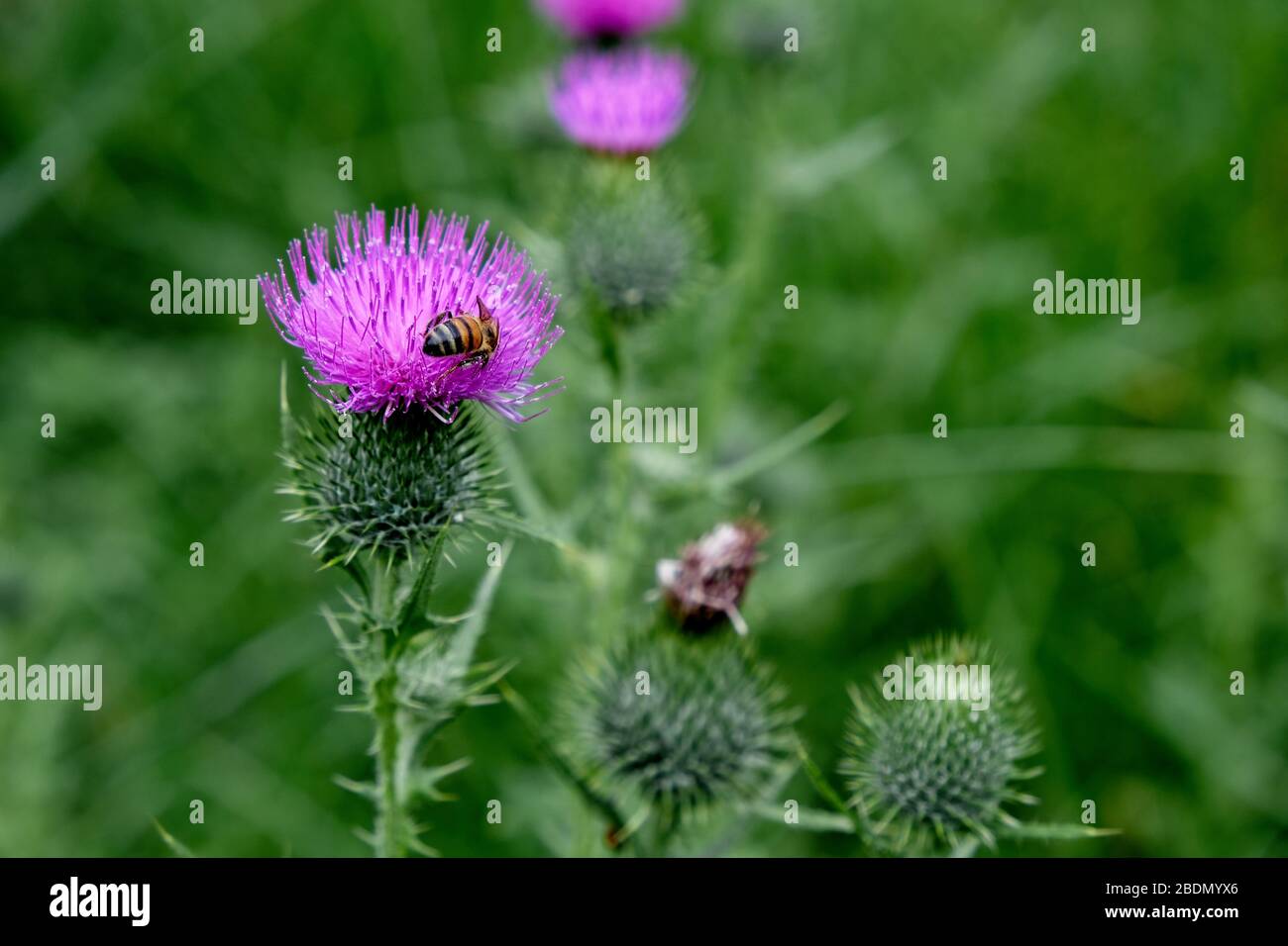 Scotch Thistle flowers surrounded by leaves with a honey bee. Stock Photo